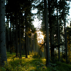 Wandbild-Landschaft-10