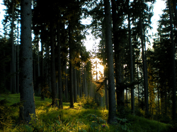 Wandbild-Landschaft-10