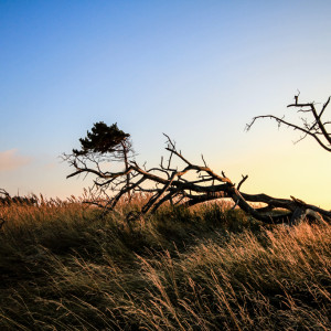 Wandbild-Landschaft-22