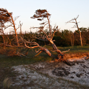 Wandbild-Landschaft-23