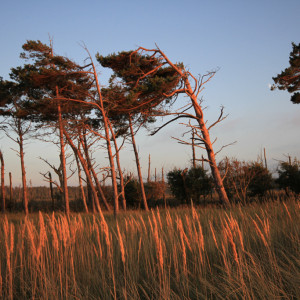 Wandbild-Landschaft-24