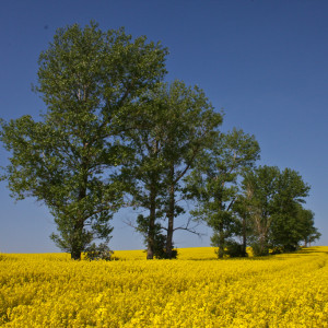 Wandbild-Landschaft-27