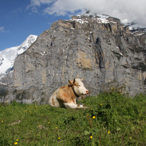 Wandbild-Landschaft-29