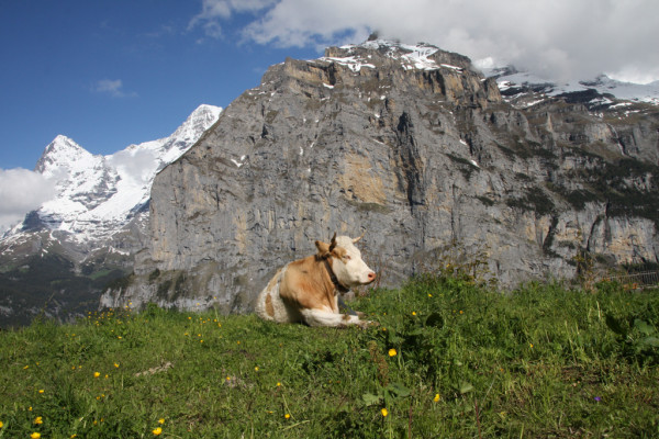 Wandbild-Landschaft-29