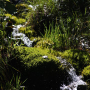 Wandbild-Natur-10