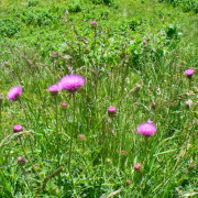 Wandbild-Natur-8